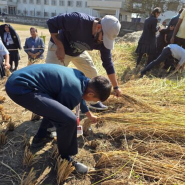 Harvesting of Paddy