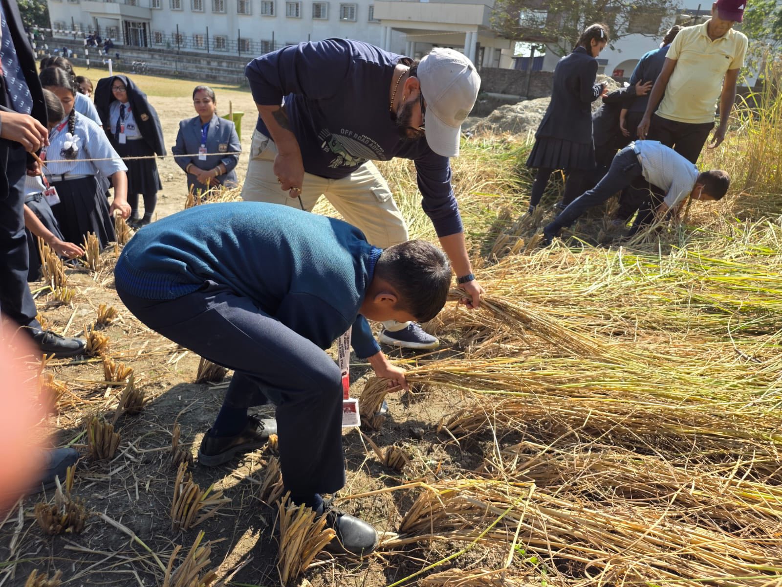 Harvesting of Paddy